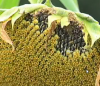 Biofeul.png
