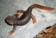 reptiles.jpg