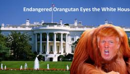 Endangered Orangutan Eyes the White House