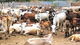 Central Government Knew Cattle Trade Ban was Illegal: Subhash Chandran