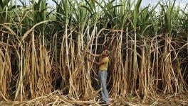  Sugarcane Farmers 