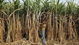 Sugarcane farmers crisis india