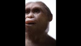 Neanderthals and Denisovans