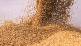 Soybean seeds controversy in Maharashtra