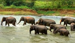 World Elephant Day: Unsafe Future of Odisha’s Elephants
