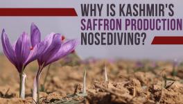 Kashmir's Saffron Fields and Production are Shrinking Fast