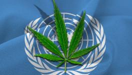 marijuana UN.