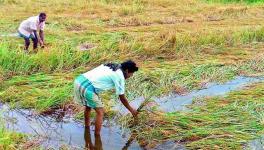 Bihar: Thousands of Farmers in Dire Straits After Heavy Rains in October Damage Standing Paddy Crop