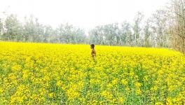 Open Field Tests of GM Mustard Need to be Conducted with Utmost Precaution: AIPSN