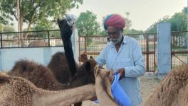 A camel keeper feeding the camels (Photo - Dr Mudita Popli, 101Reporters).