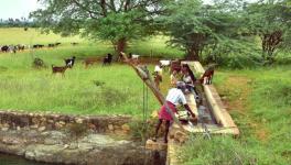 A system for watering cattle (Photo sourced by Vignesh A, 101Reporters).