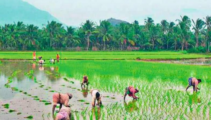 Kerala to Follow Collective Farming
