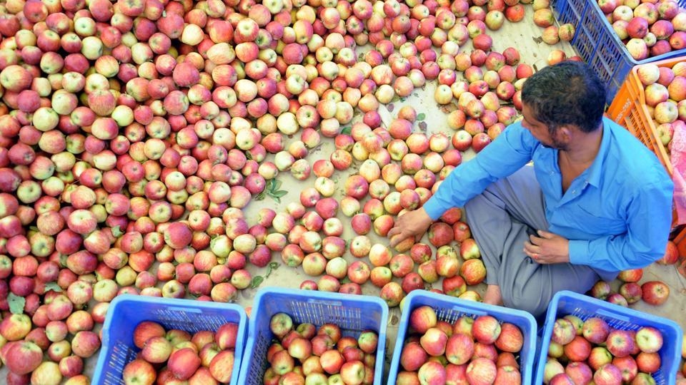 Яблоки в Индии. Яблоки в Индии фото. Экспорт яблок в Корею. Asian Farmers with Apple in the World.