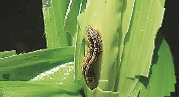 Crops In 80 Mizoram Villages Damaged By Fall Armyworm Outbreak Newsclick