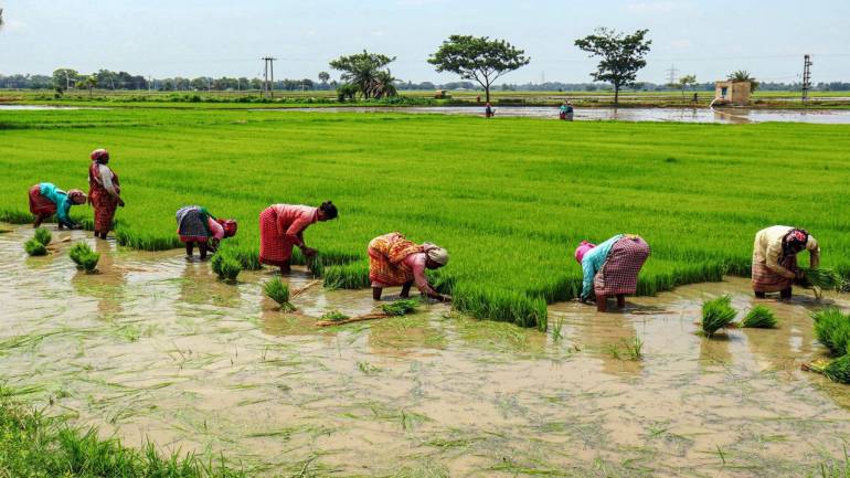 Grim Diwali for Aurangabad Farmers as Post-Monsoon Rains Damage Crops ...