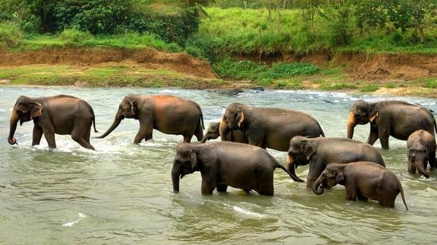 World Elephant Day: Unsafe Future of Odisha’s Elephants | NewsClick