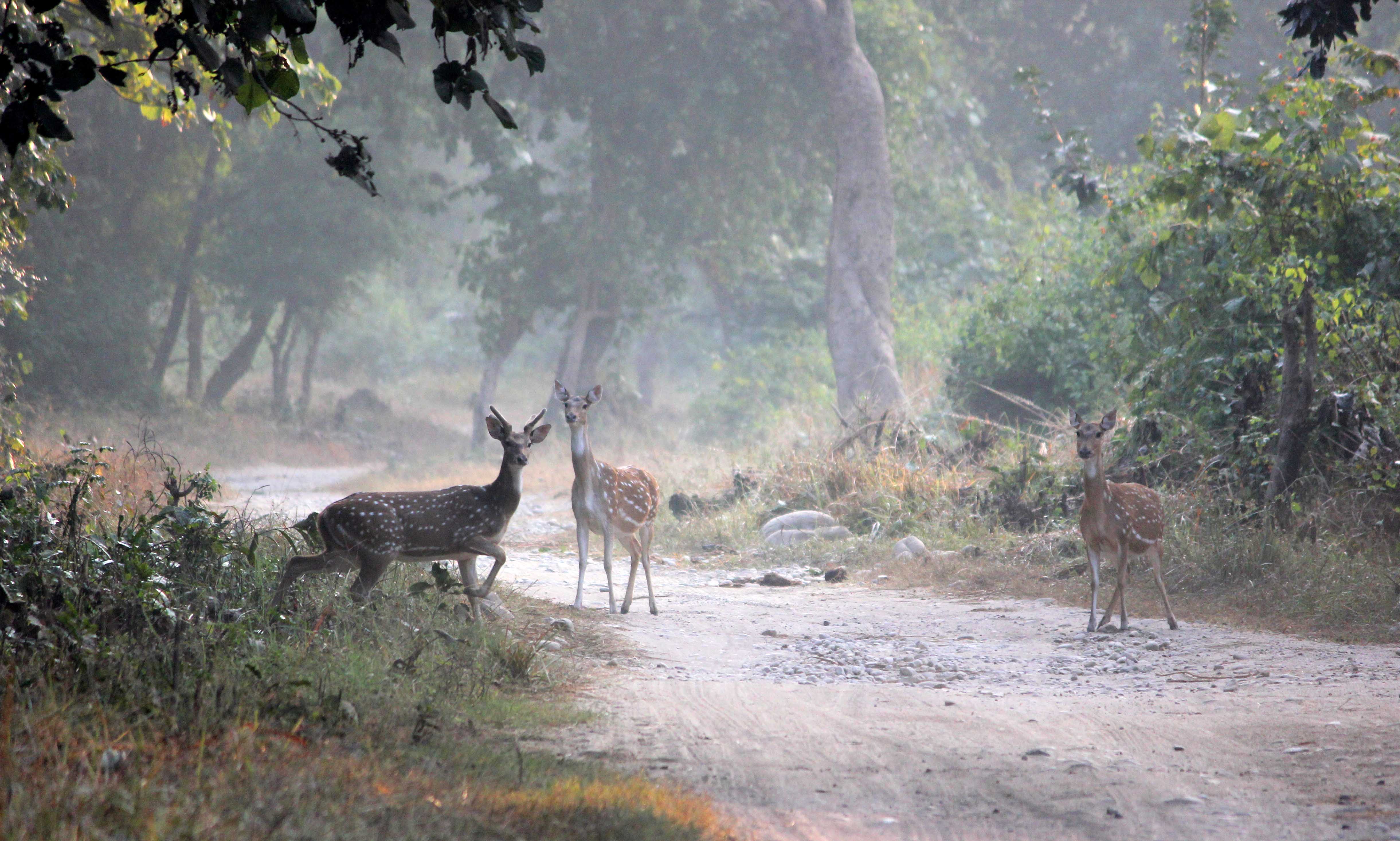 Uttarakhand Wildlife Reserves Here Today Gone Tomorrow Newsclick