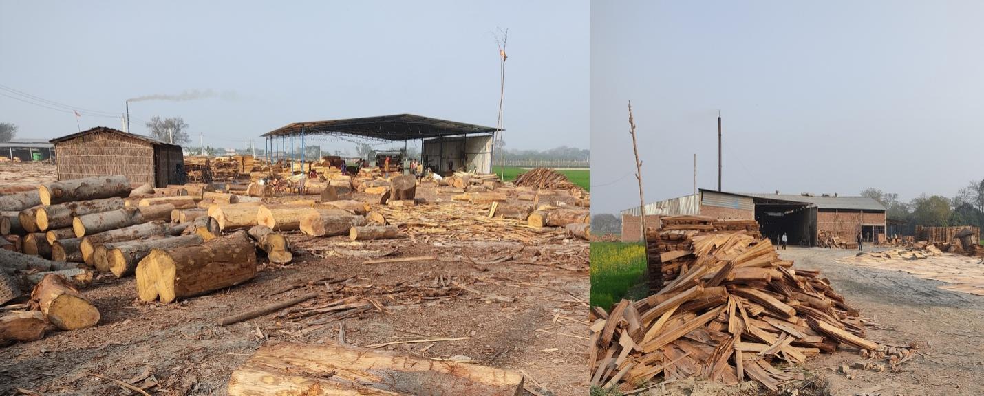 Feeble Regulation of Wood Industry Could Threaten Nitish’s ‘Jal-Jeevan