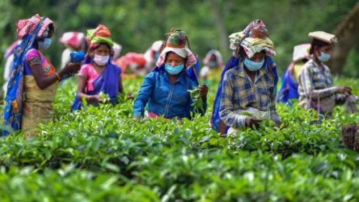 Assam: Same Promise Each Election, but Tea Workers still ...