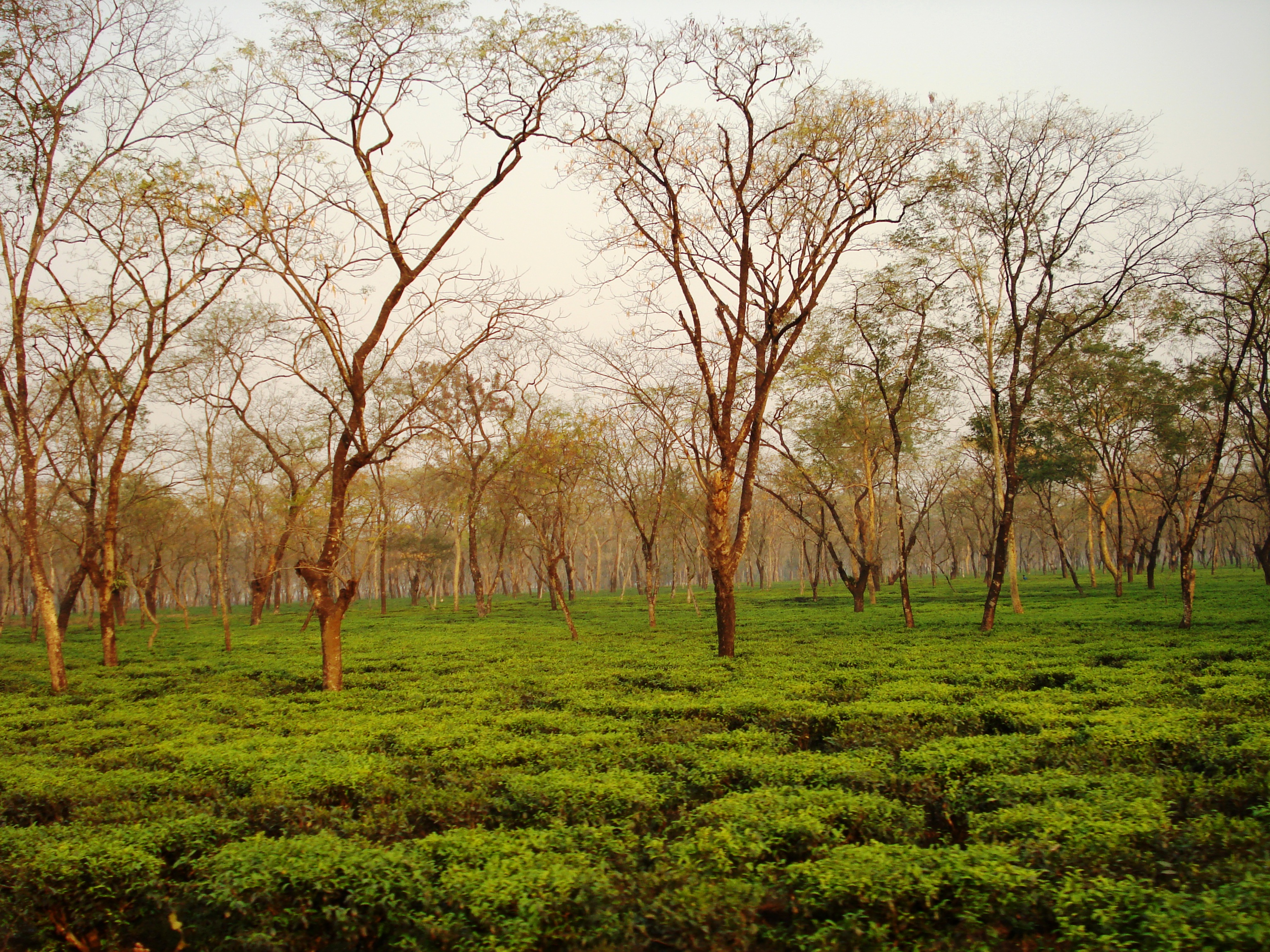 Tea Garden Assam Sex Porn - A Ray of Hope After 6 Years of Gloom as Bagrakote Tea Garden in Dooars  Re-Opens | NewsClick