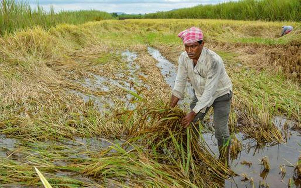 Economic of agriculture