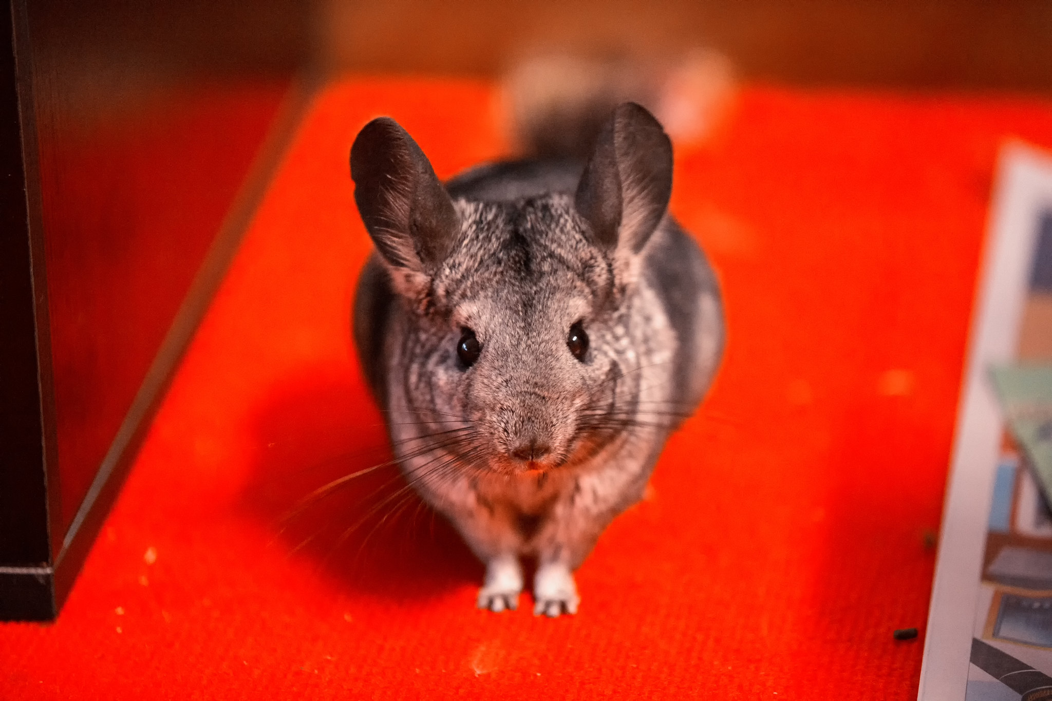 National geographic chinchilla sales food