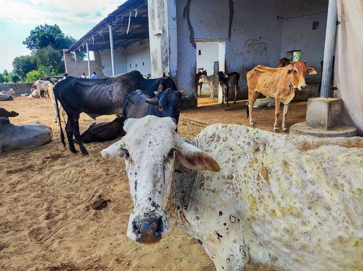 Was Lumpy Skin Disease in Cattle Preventable? | NewsClick