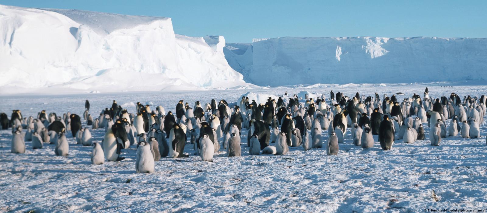 Emperor Penguins, Reindeer Among Threatened Species: WWF | NewsClick