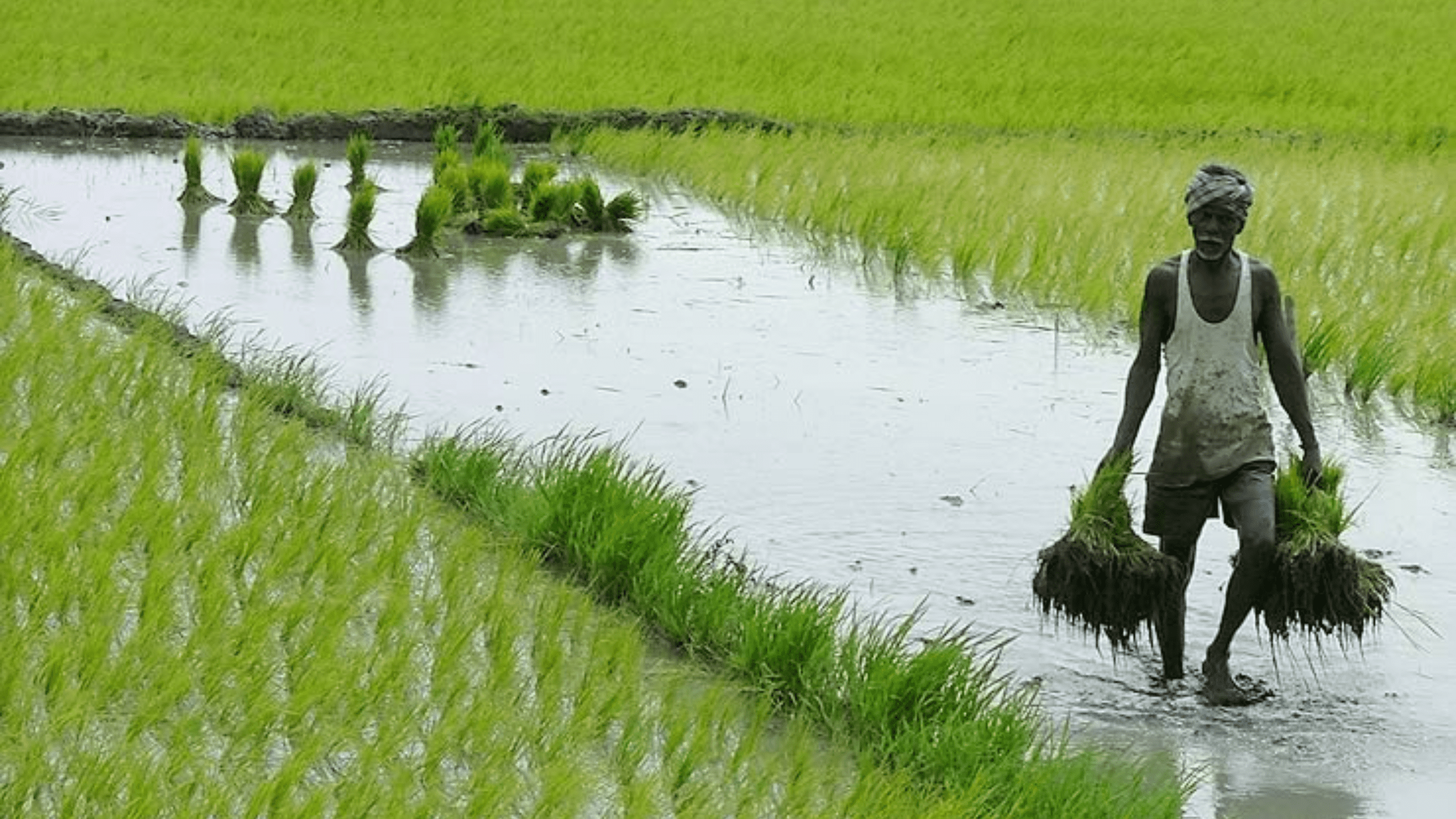 Natural Farming Profitable, can Feed Country: Study | NewsClick