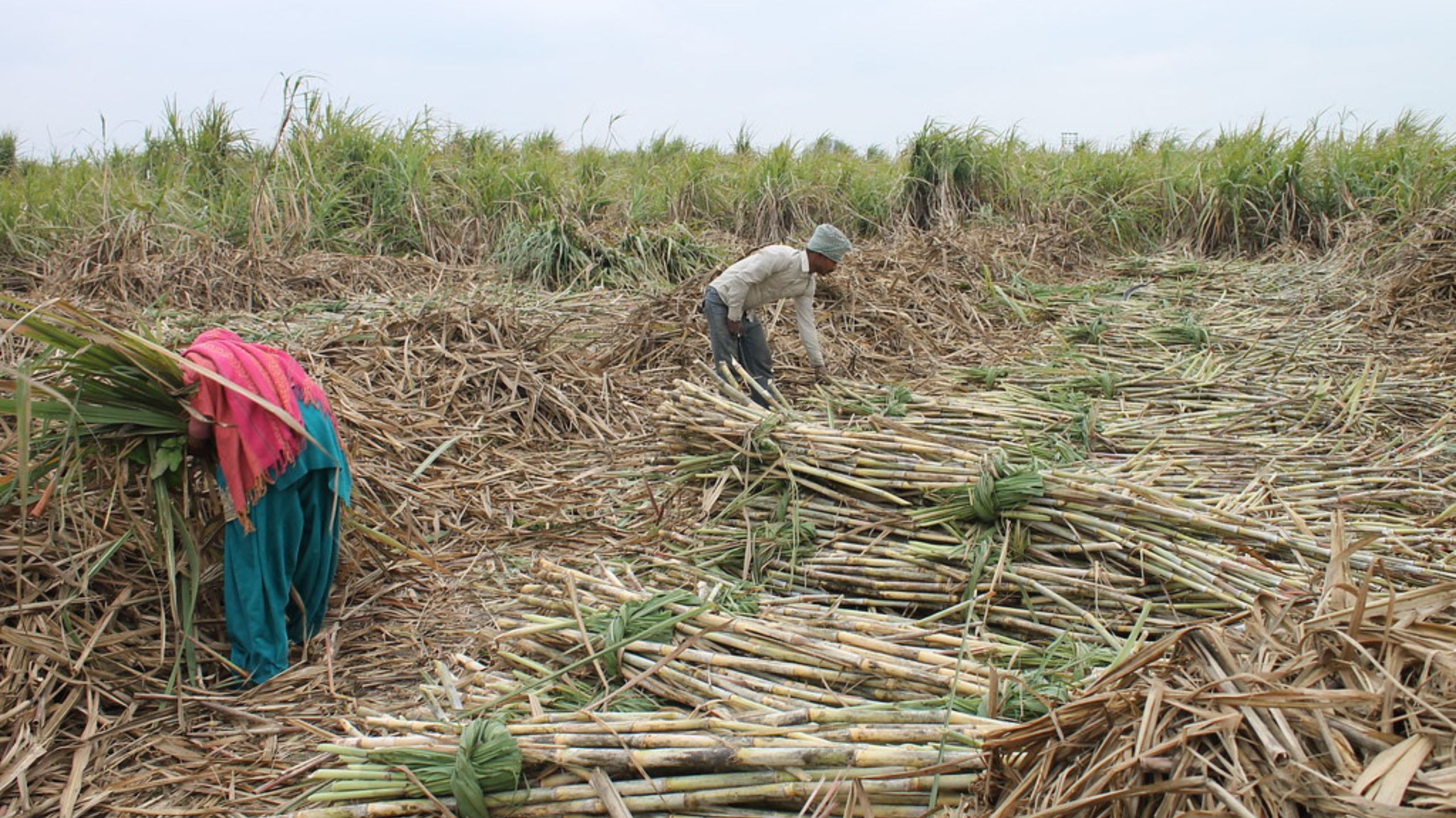 Sugar Sector Declared Self Sufficient As Sugarcane Production Crosses 5000  LMT in 2021-22