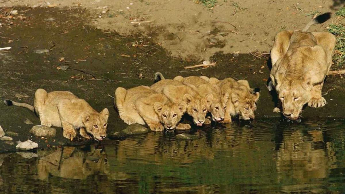 Explained: Why Gujarat Forest Department is radio-collaring lions