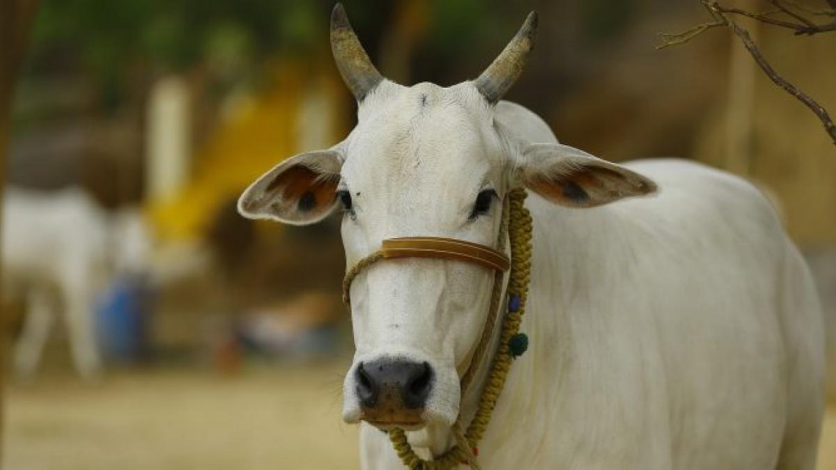 The Indian Judiciary and Its Not So Holier-Than-Cow Verdicts ...