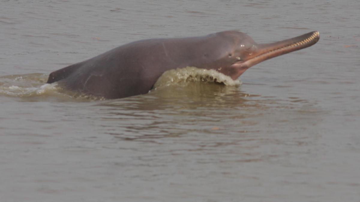 World Wildlife Day: In Conversation with Dr RK Sinha—the Dolphin