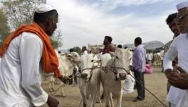 Cattle Sale Ban: Another Burden on Farmers 