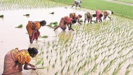 Chhattisgarh paddy farmers