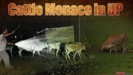 cattle menace in UP