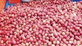 Himachal HC Issues Strict Order in Case of Middlemen Fleecing Apple Farmers 