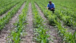 GM Crop Regulation: Government Continues