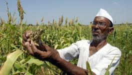 Crop Loans in Maharashtra: Standoff Between Govt and Banks Affects Farmers?