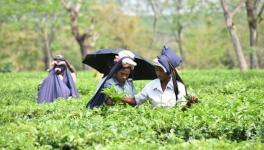 Tea Garden Workers Assam