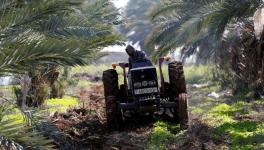 A Palestinian man uses a tractor to plow a field in the village of Al-Jiftlik near Jericho.