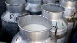 Unable to Sell Milk, Patiala Villagers Distribute for Free