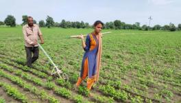 Madhya Pradesh: Mother India Comes to Life in Ratlam, Farmer’s Daughter Pushes Plough