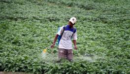 Pesticide poisoning in india