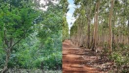The Union environment ministry issued a notification last month saying corporations and other private entities can take up plantations on forest land