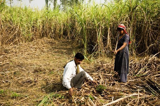 Plastic Bullets Fired and Lathi Charged on Sugarcane Farmers in Maharashtra