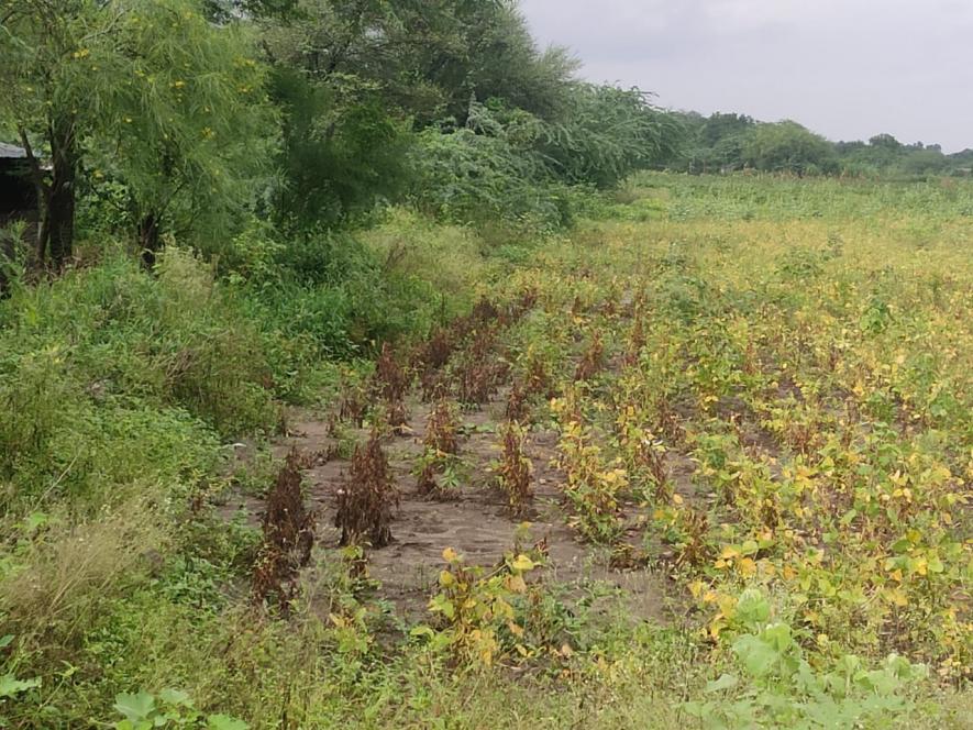 crops marathwada