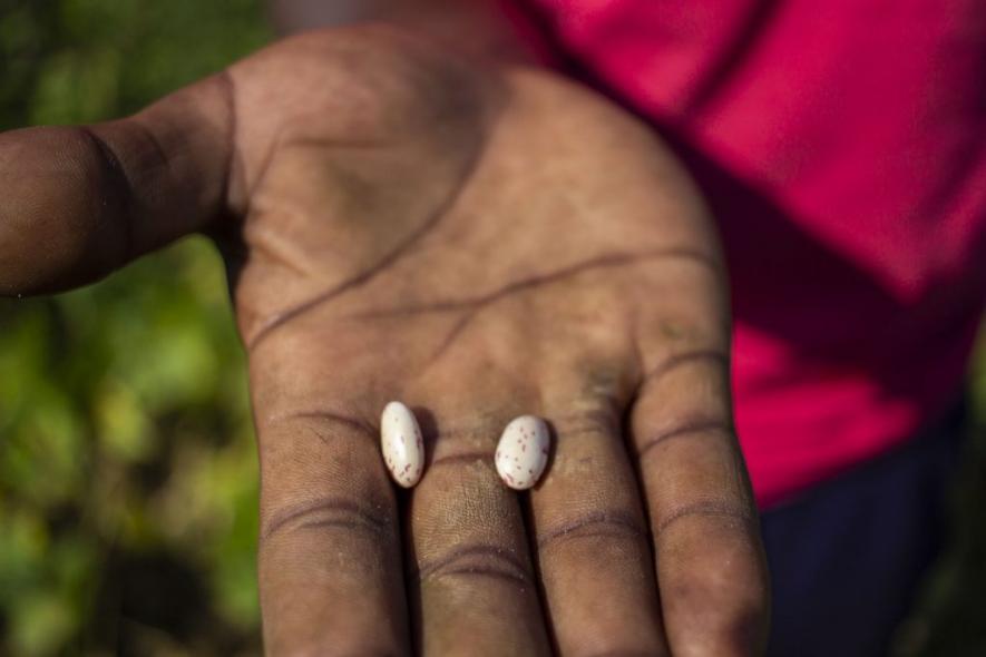 9 June 2020: Beans harvested from the eKhenana food garden. (Photograph by Mlungisi Mbele)