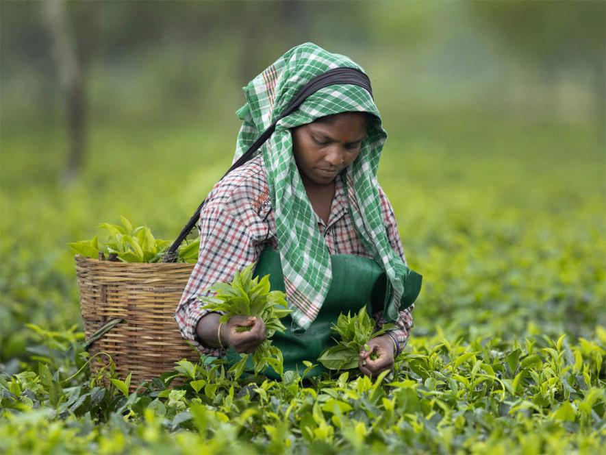 New tea law brews dissent