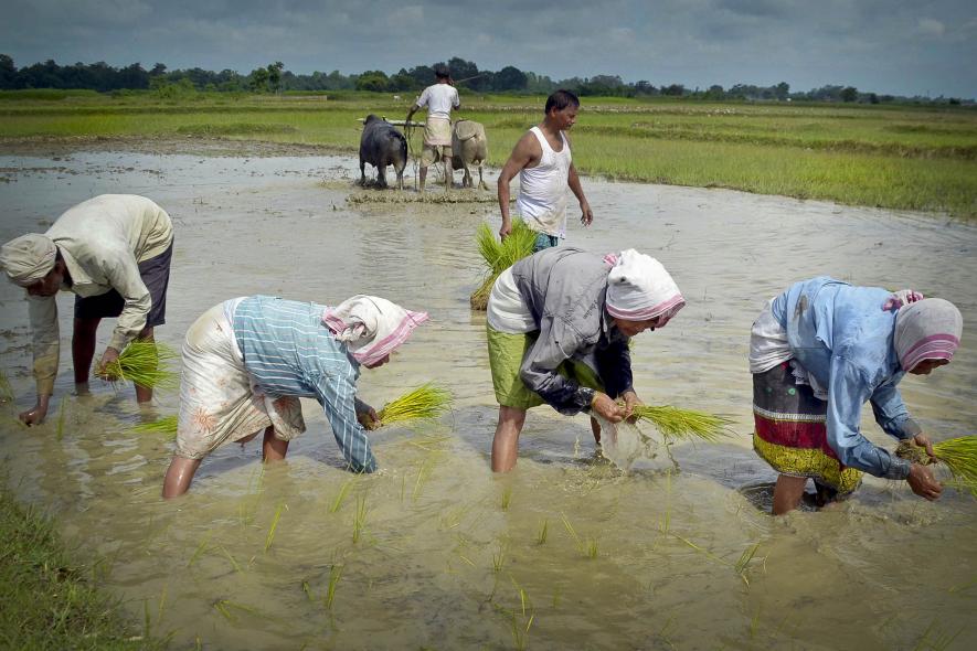 Assam Govt Falls Short of Nearly 40% of Paddy Procurement Target